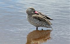 Cape Teal